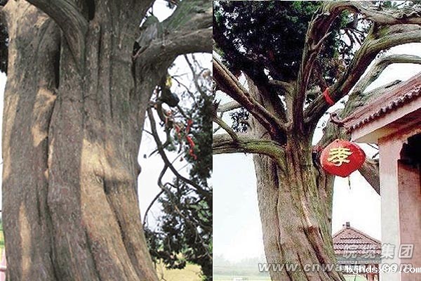 “孝子坟”